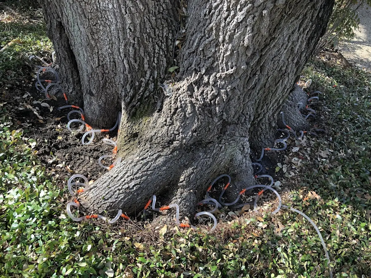 Detailed Tree Cabling and Bracing job site in Kirbyville