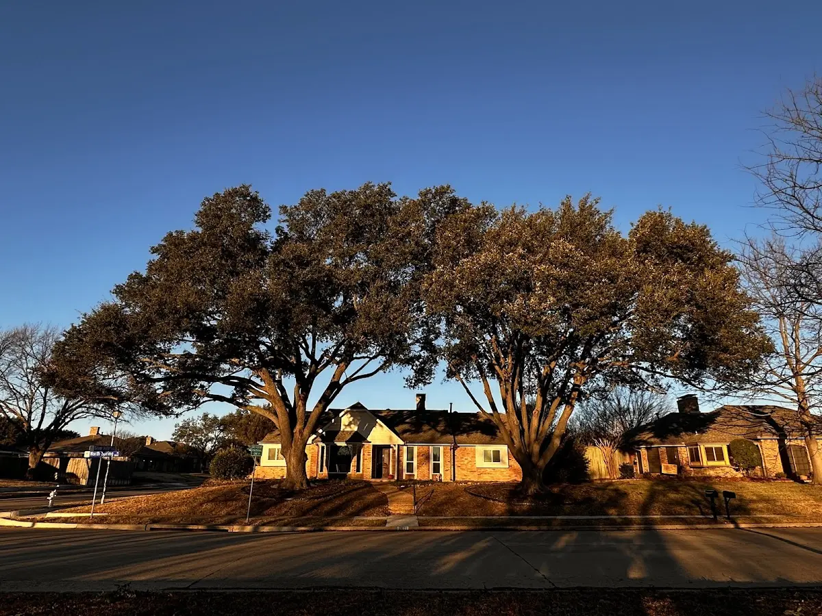 Established residential canopy tree shading a home in Kirbyville